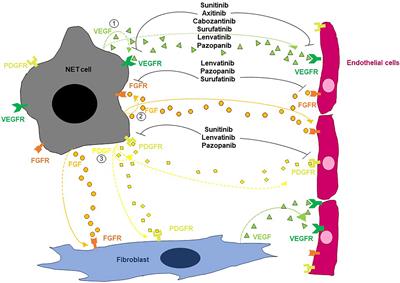 Angiogenesis in NENs, with a focus on gastroenteropancreatic NENs: from biology to current and future therapeutic implications